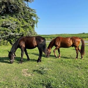 Meet your Posher, Julia